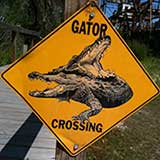 Feed Chicken to a Gator...maybe your fingers as well